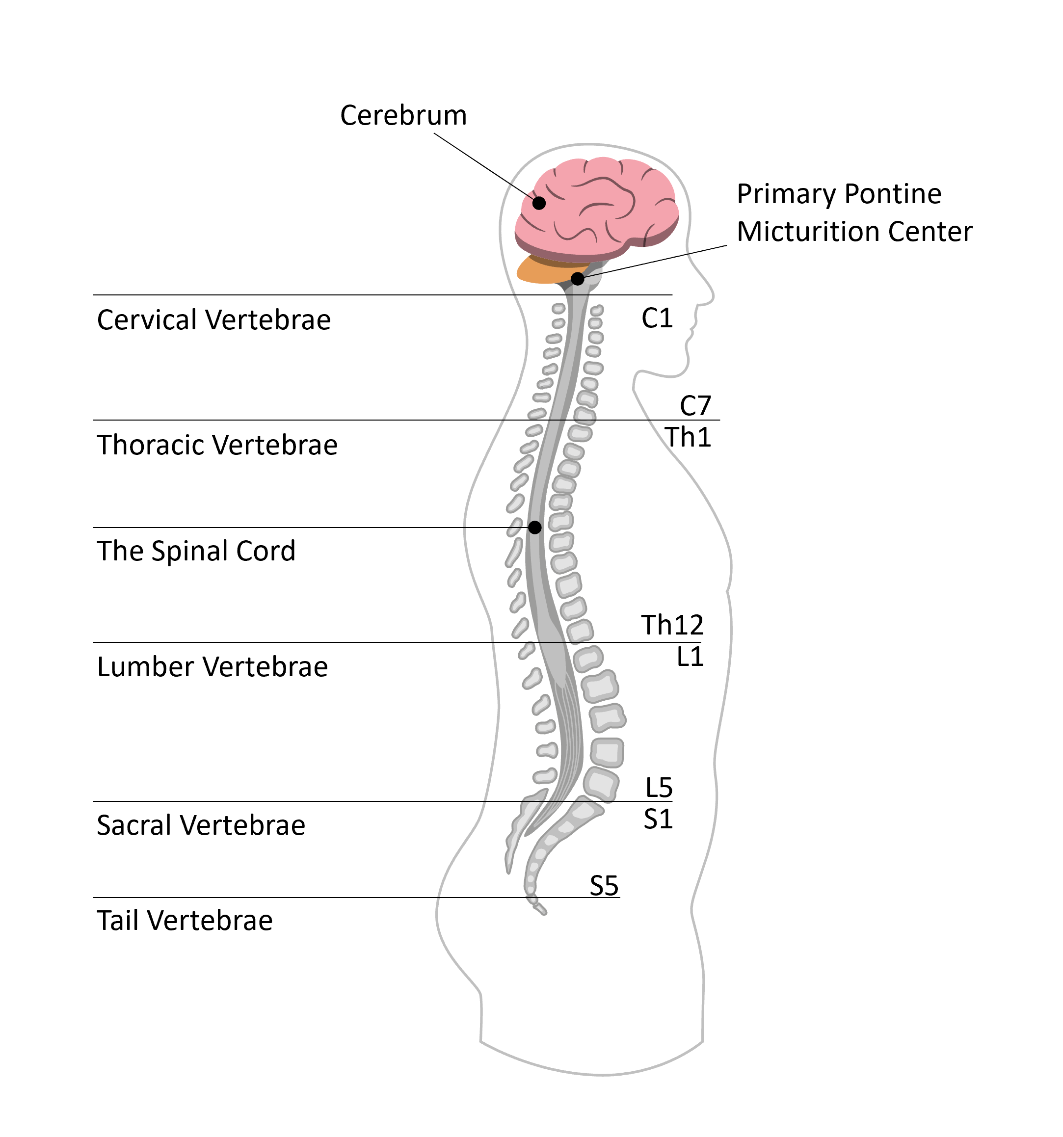 Spinal Cord Injury (SCI) - Bladder and Bowel Function - Wellspect