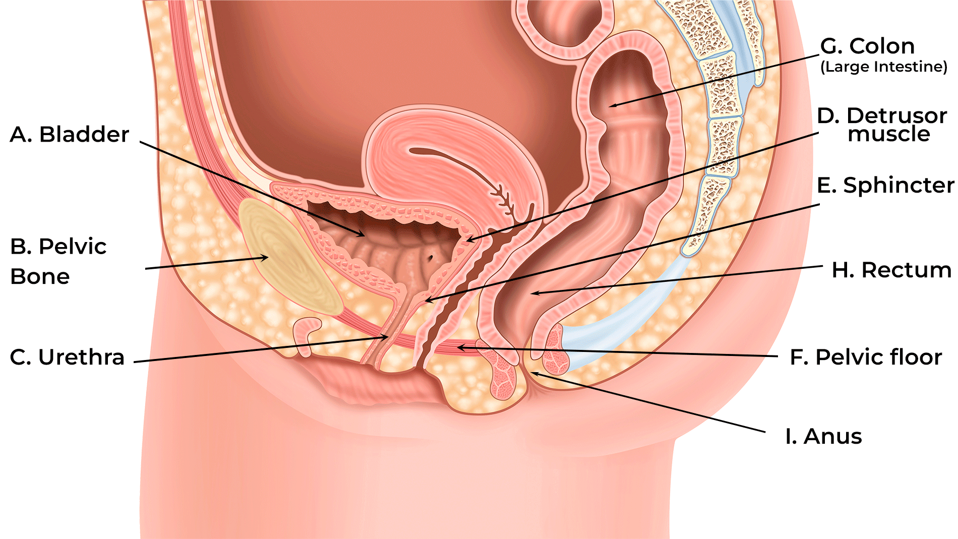 Diagram on the female anatomy